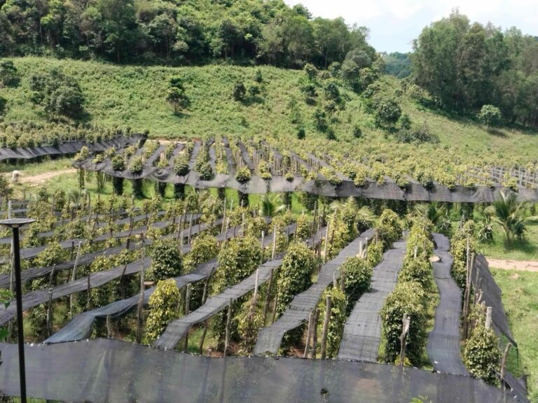 What to Do in Kep : A Tranquil Tour Through Cambodia’s Pepper Fields