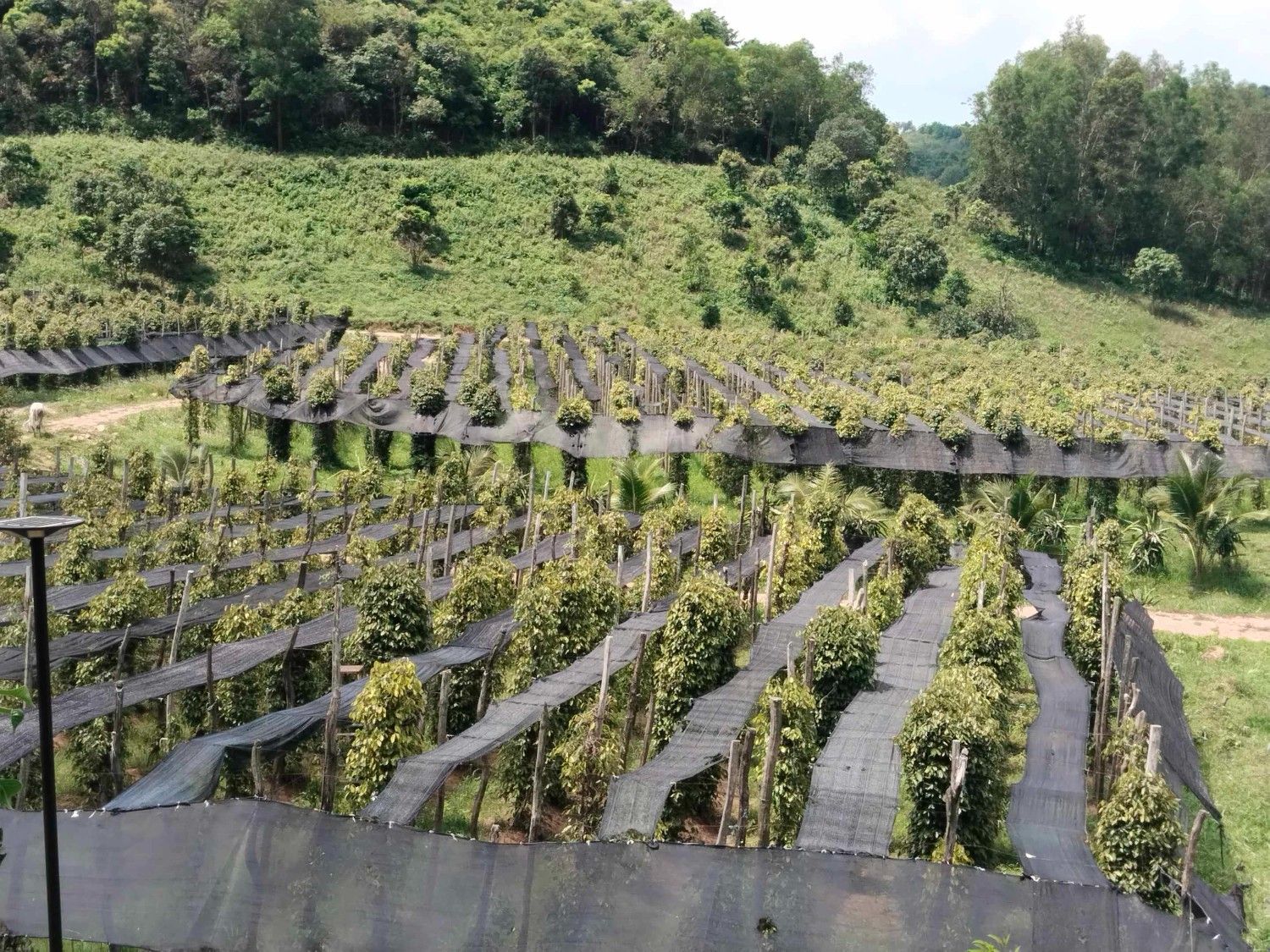 Pepper plantation